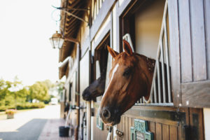 horses at private ranch