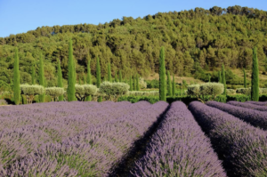 Wedding location in Provence