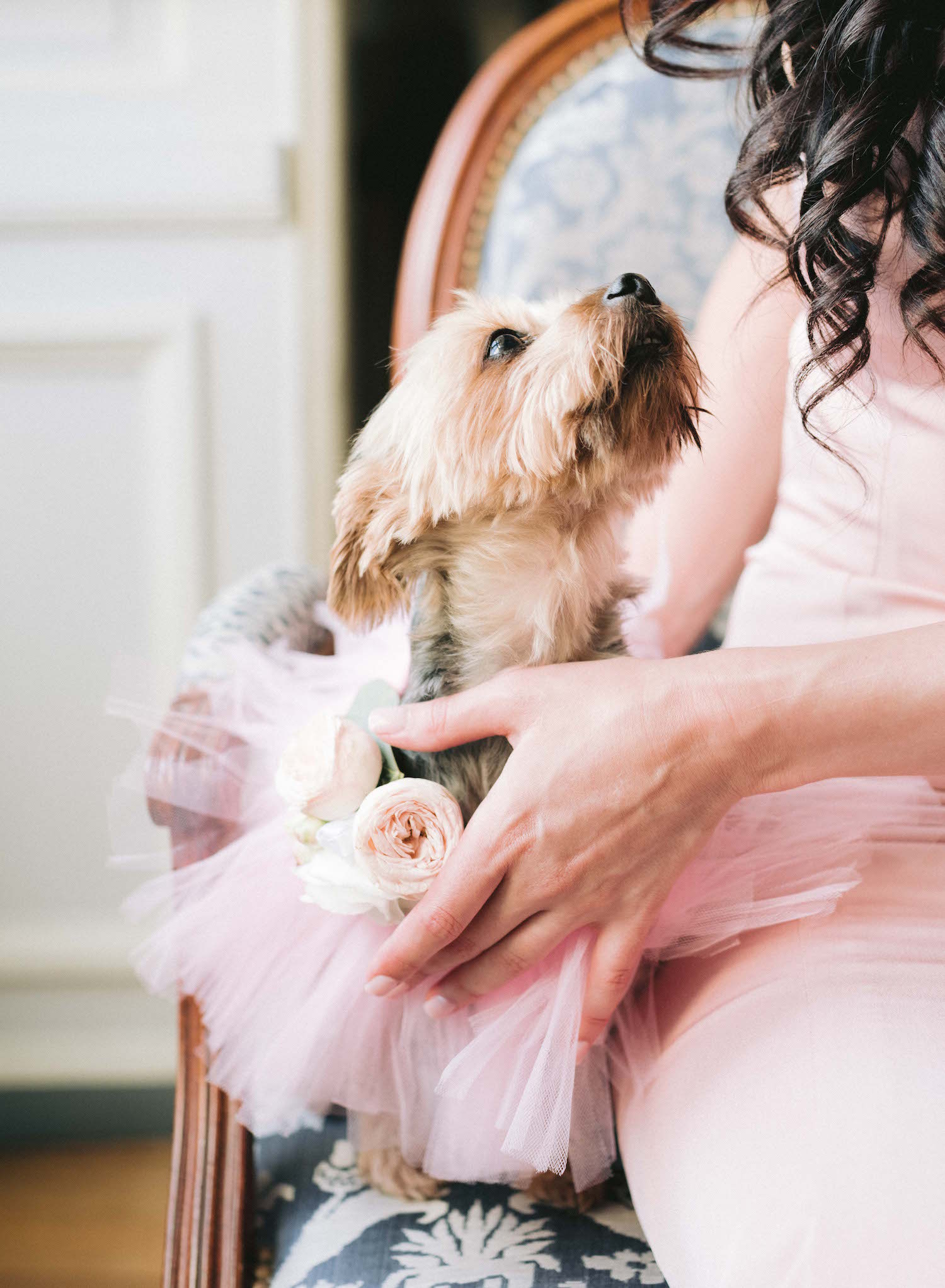 dog wedding attendant in pink tutu